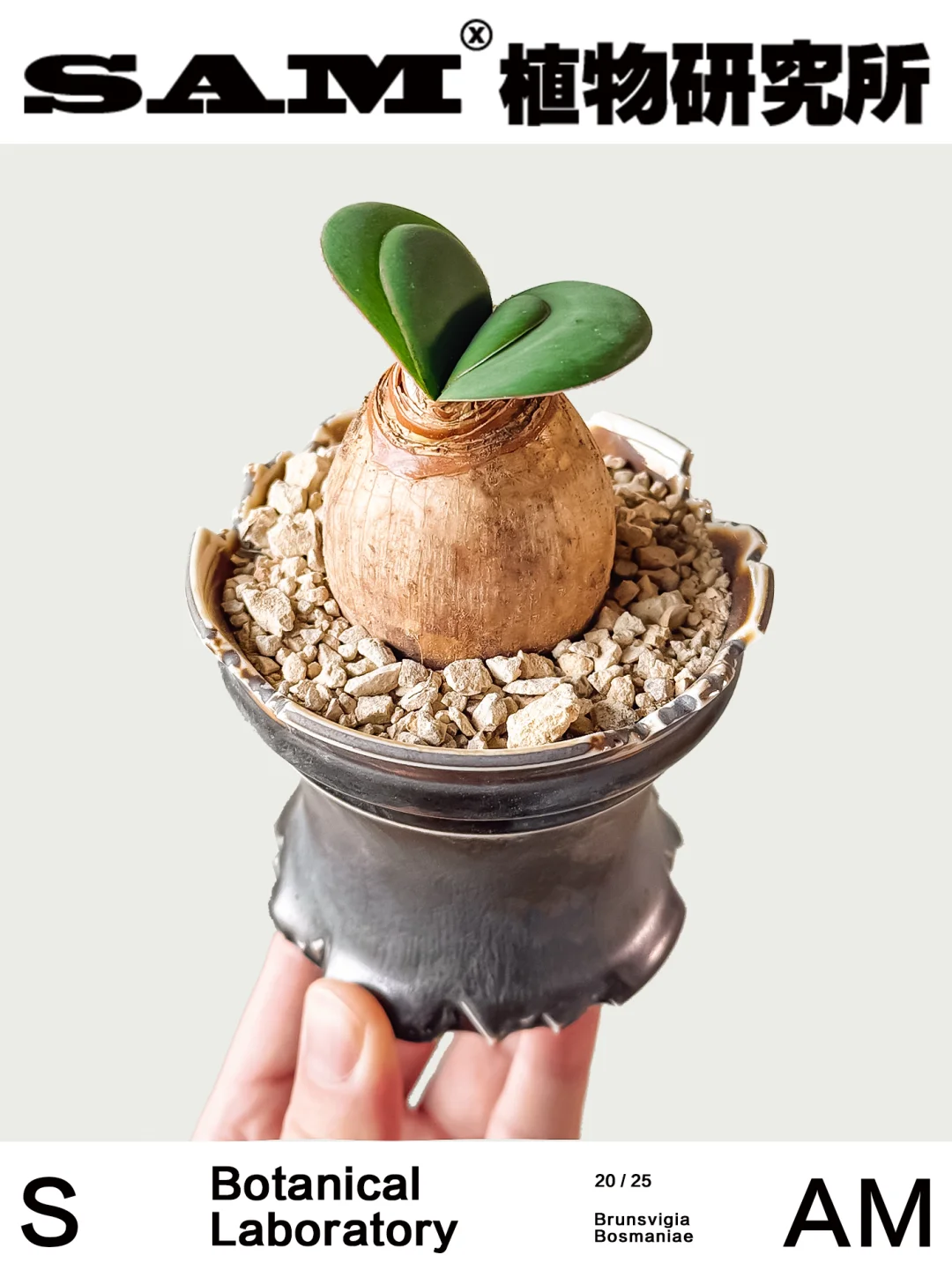 灯台百合｜Brunsvigia Bosmaniae