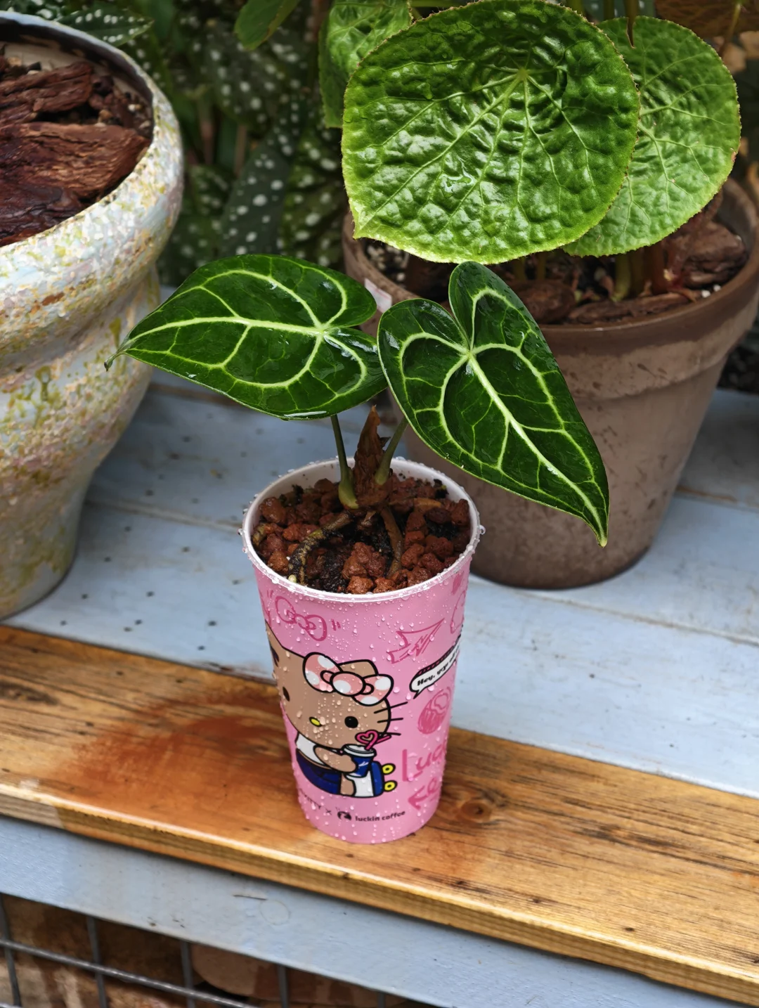 哇～瑞幸hellokitty杯子+植物