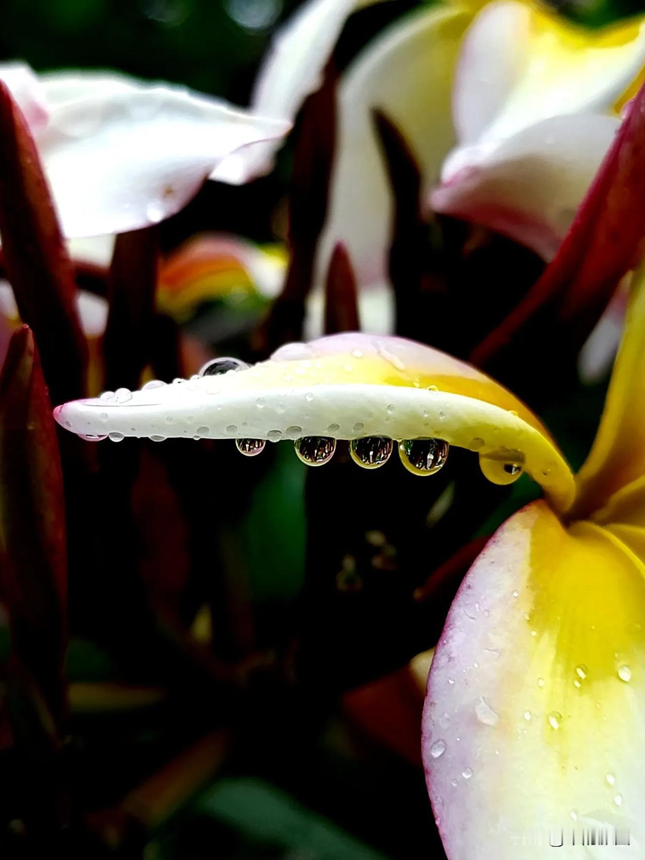 #记录我的9月生活# 雨中鸡蛋花
初秋的雨，轻柔而缠绵，
映照出鸡蛋花的娇艳，