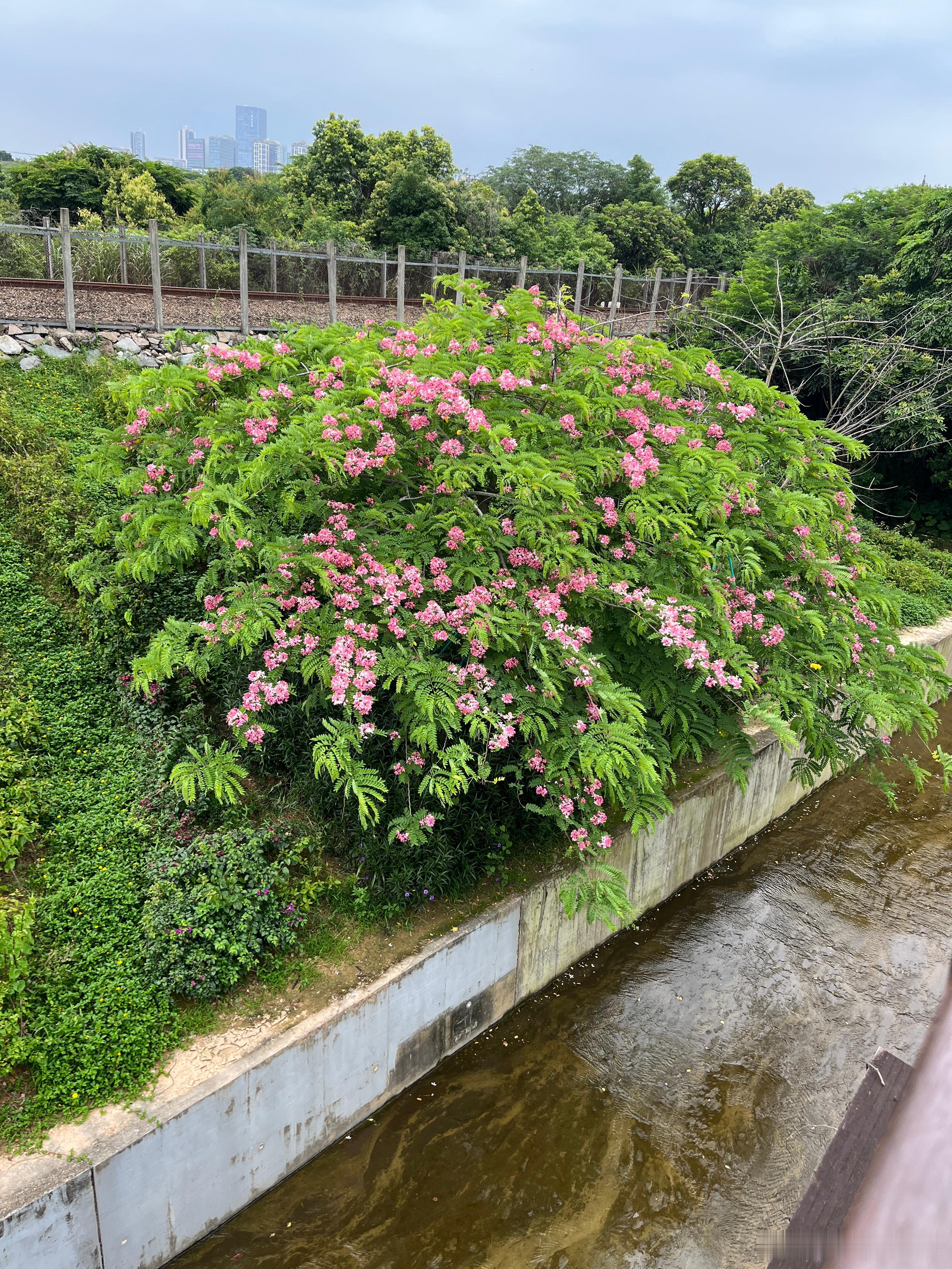 又碰到一颗长着好漂亮的花，粉红粉红的，好美。图二柠宝在拔狗尾草，好像是又不是。还