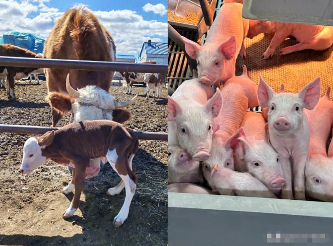 🐒牛肉比猪肉还贵！为啥养猪千亿遍地走，养牛却出不来大企业？
 
2026年10