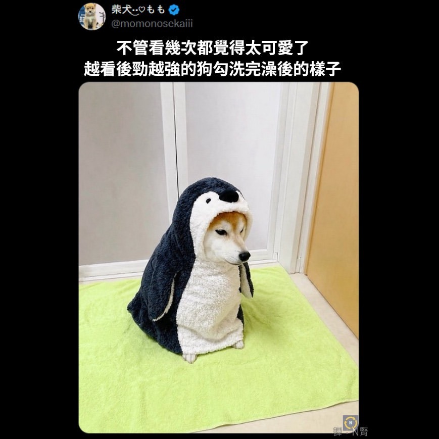哥们变得跟企鹅一样呆了meme