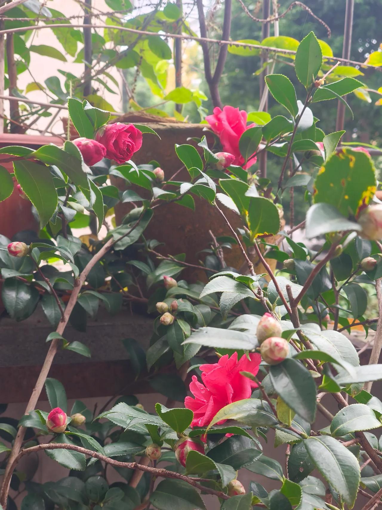 家中的茶花开了，太开心了