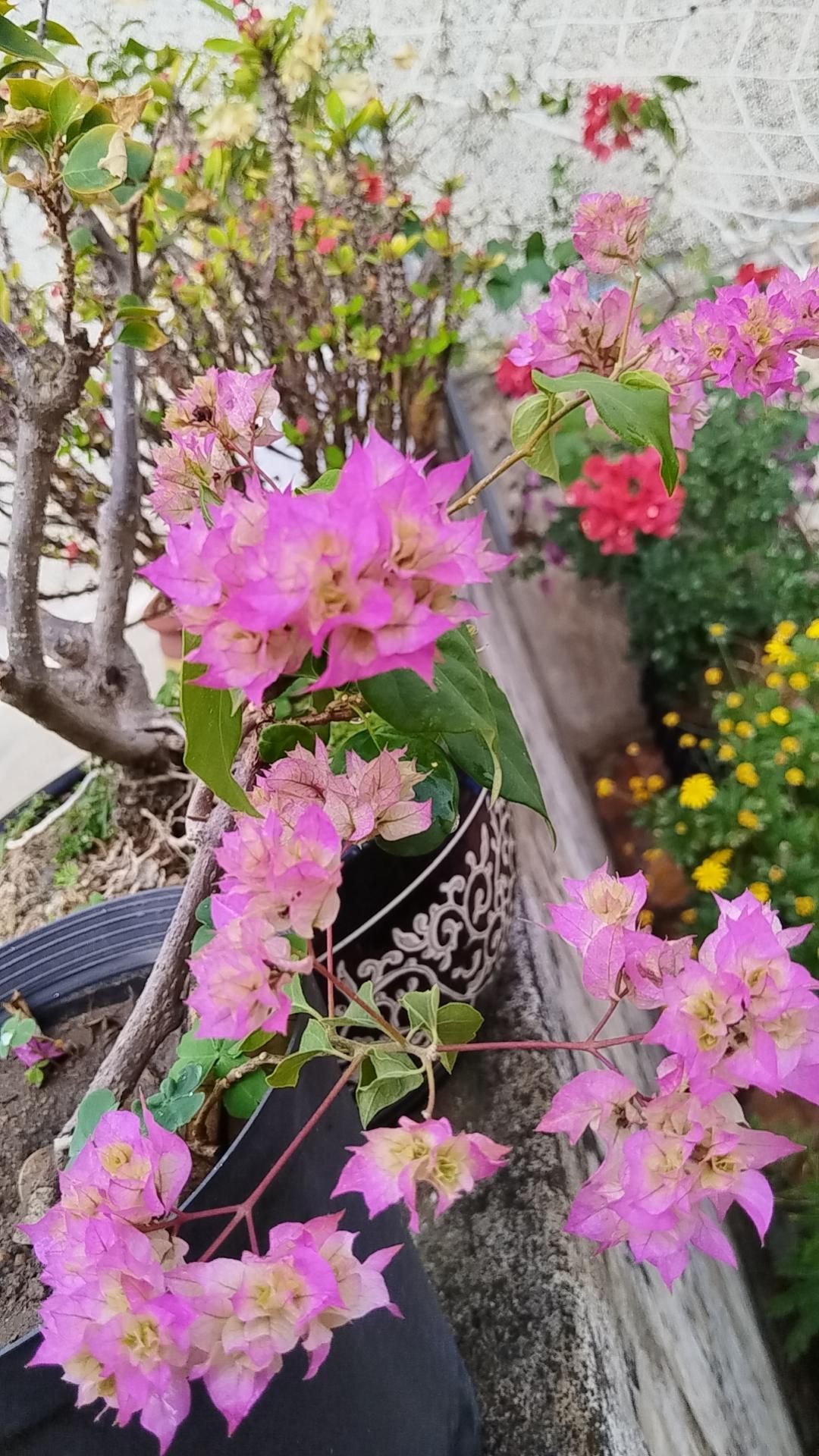 原来三角梅也可以如此娇艳