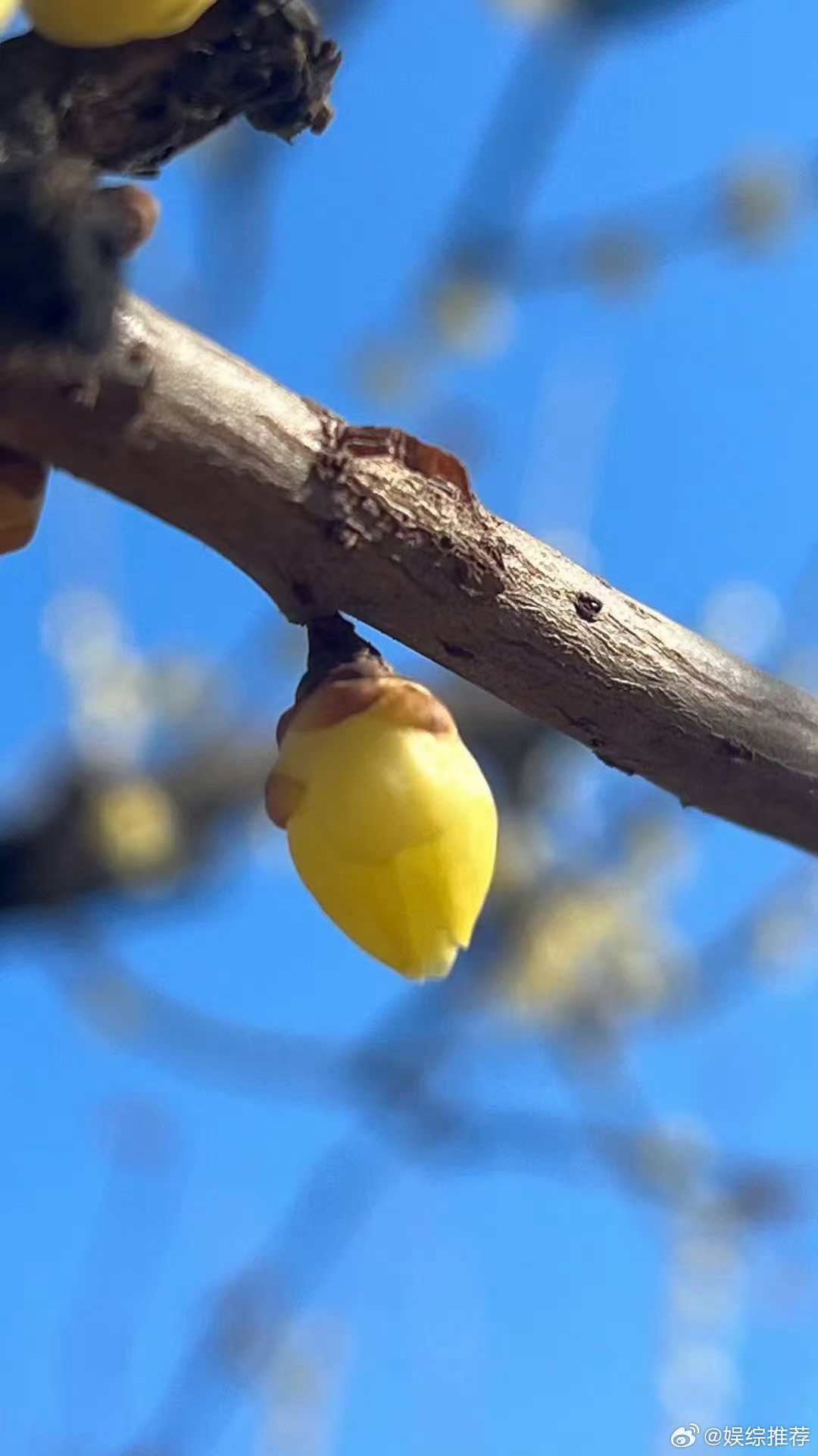 北京公园上线实时过敏指数提示北京公园太懂过敏星人 物理防治降低风险，数字提示精准