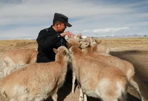 牧民开始抱怨？藏羚羊太多了，多到什么程度？青藏公路上，成群结队的羊群，能把车队堵