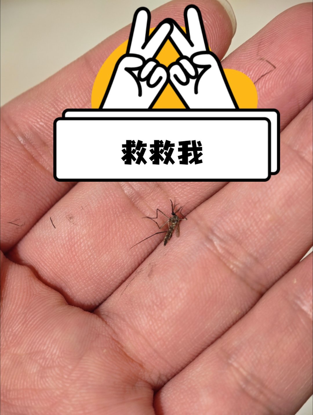 夏天我真的是既爱又恨，三伏天来了，我直接被空调吹感冒了，不吹又感觉要中暑了，我做