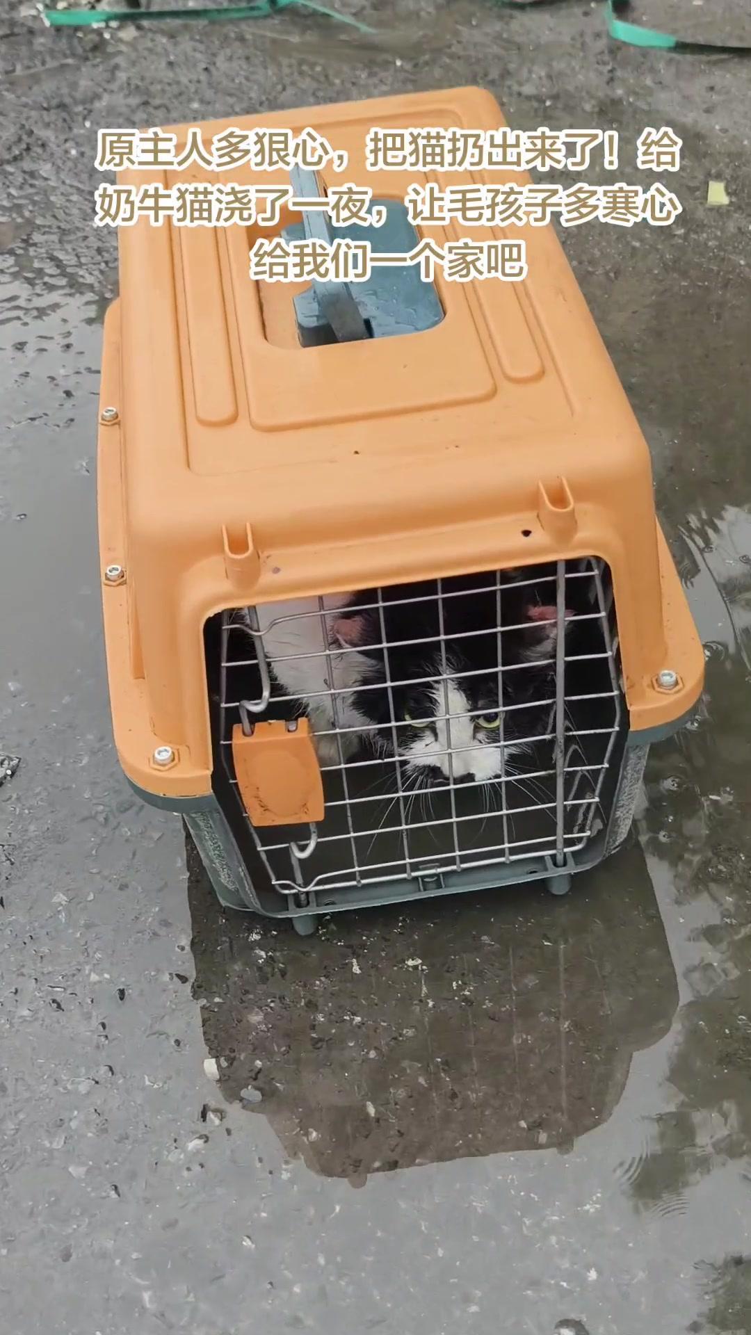 你看看这洗车大哥跟我说的，这奶牛猫被扔在华天洗车门口浇了一宿雨啊，身上湿透了，那