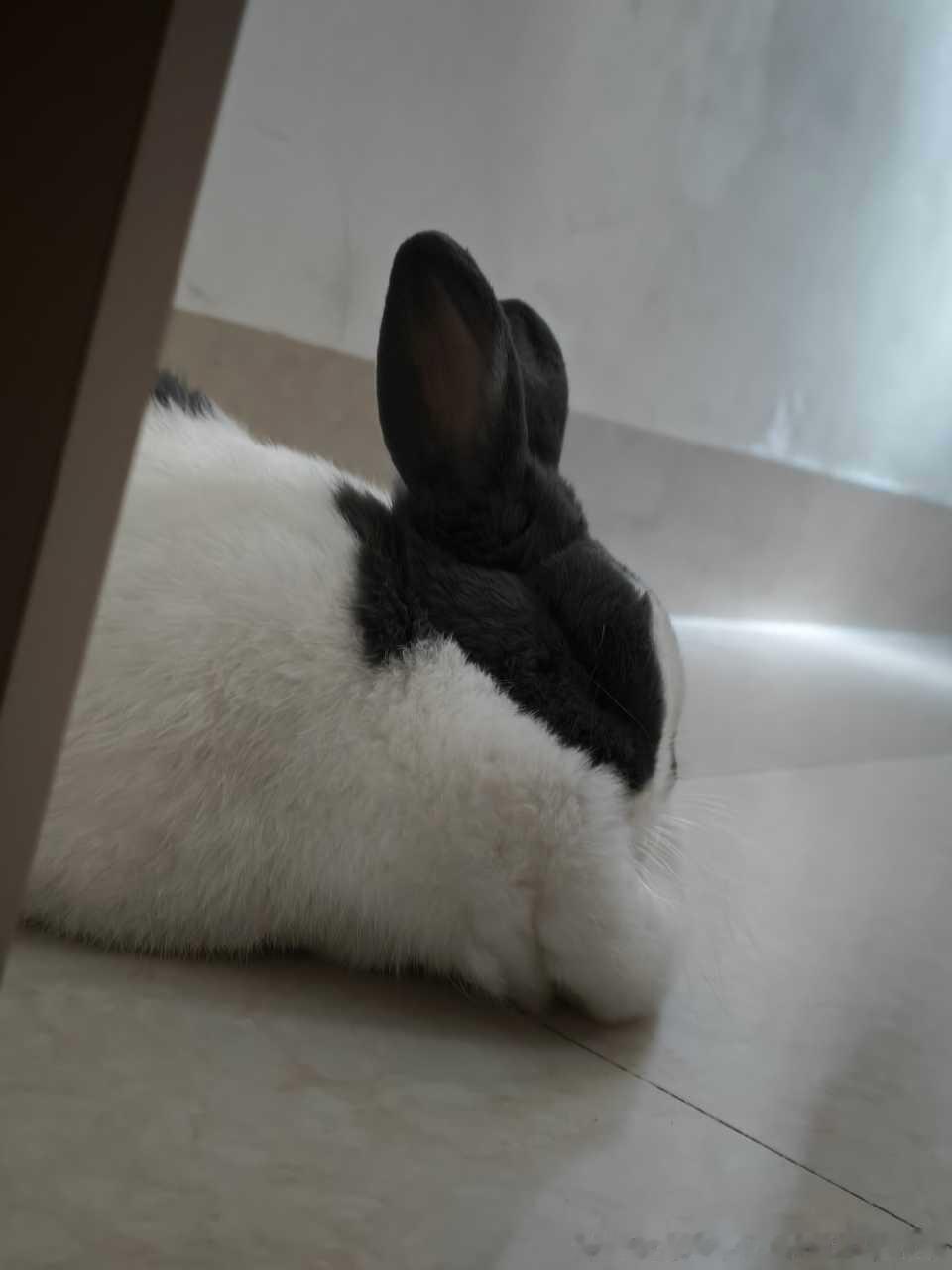 13736🐇【】松软 