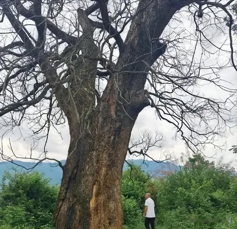 “纯属巧合？”江西赣州，一棵三四百年的古樟树突然枯死，巧合的是，同一时间，多个村