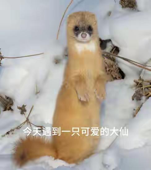 黄大仙又出陌