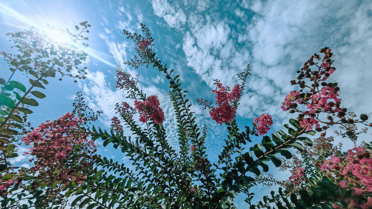 《蓝天白云紫薇花》
晴空堆玉雪，绛绡簇枝斜。
翠袖扶云影，风摇解语花。
