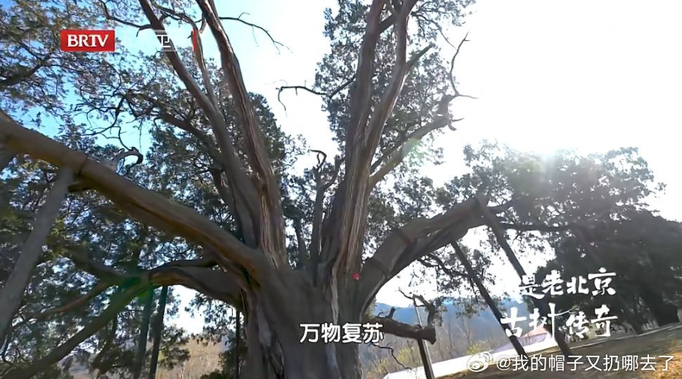 北京古树喝了12吨返春水春日京城生机盎然，九搂十八杈古树畅饮12吨返春水，千年古