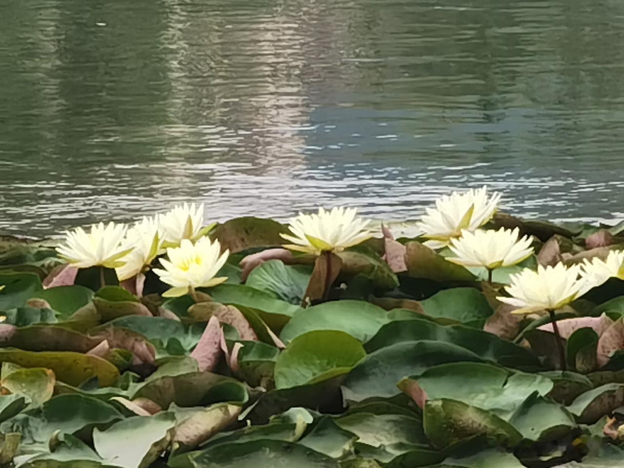 晒图笔记大赛 “湖畔的白色睡莲，静谧而美丽”🌸💦