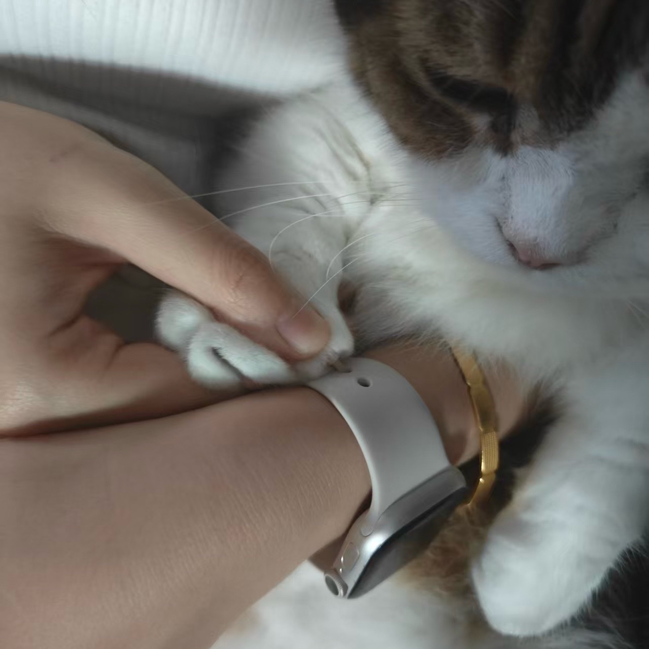 小猫好辛苦，还要给手表带打孔 