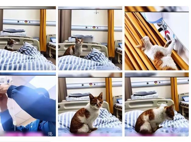 在诊所里一个女子在输液，女子不知不觉的睡着了。当女子醒来时发现脚底下有一只猫咪，