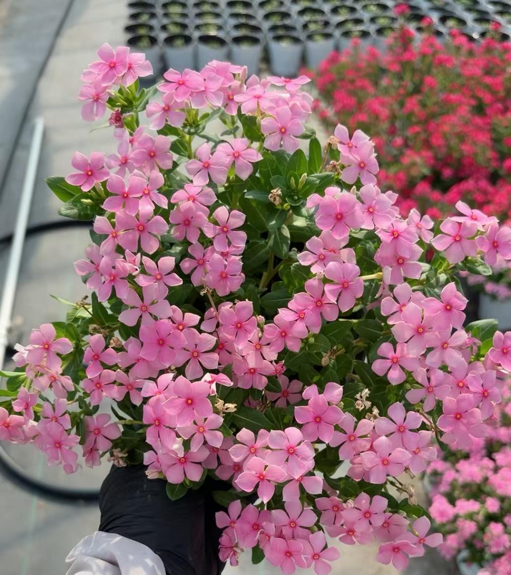 真实生活分享计划 长春花 新品长春花 特色长春花 长春花盆栽