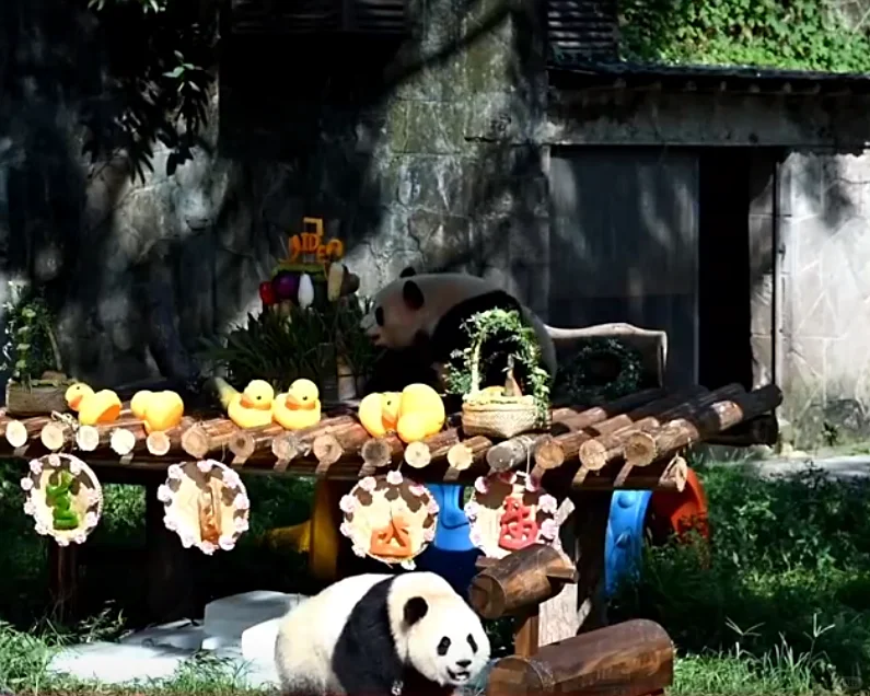 生日主线任务，可可负责吃，爱爱负责玩