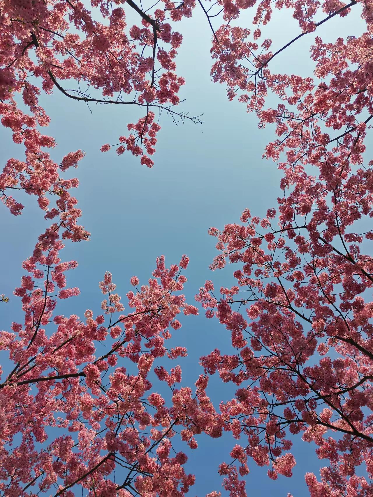 武汉出门就是景[玫瑰]