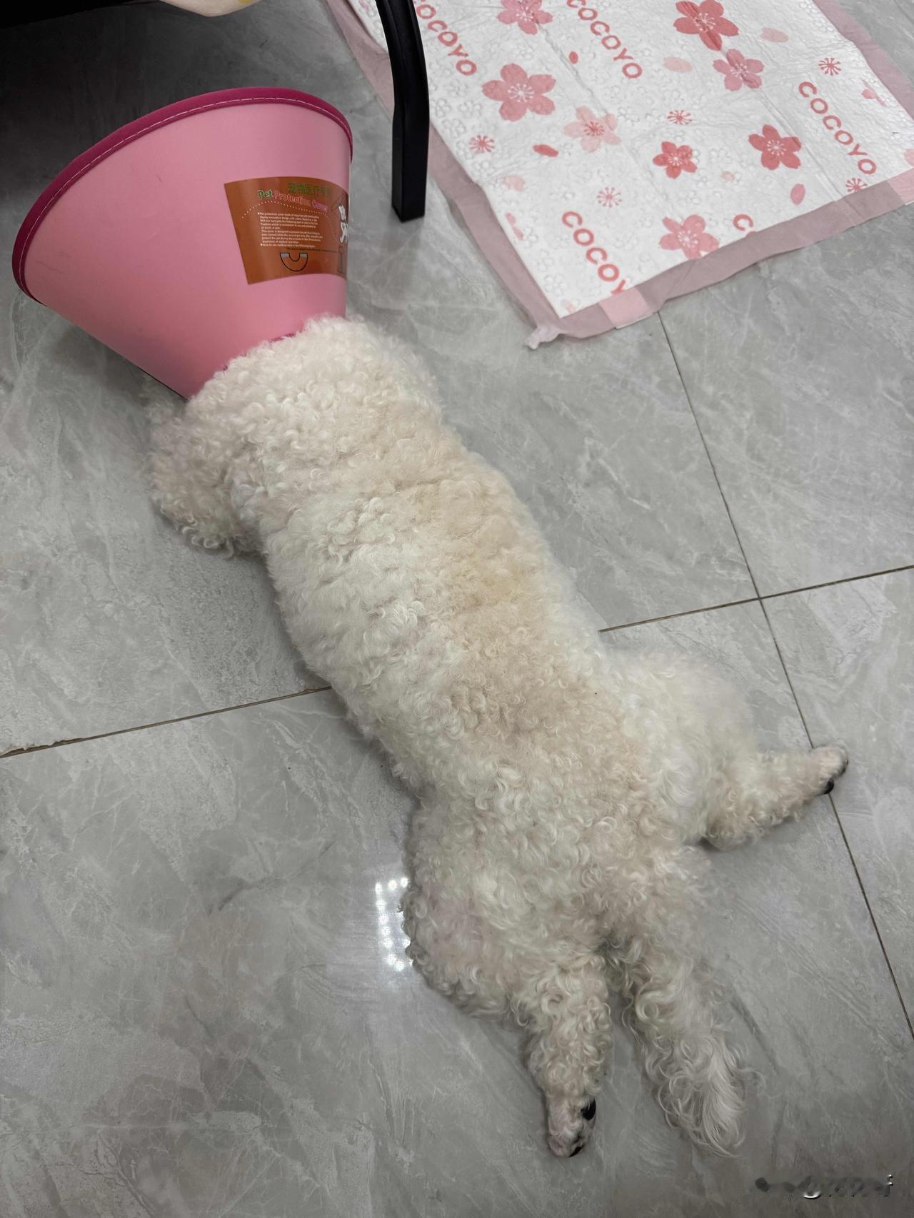 我家小比熊也超爱板鸭趴！今天上午带它在小区溜达，走累回来，吃过狗粮喝完水，就直接