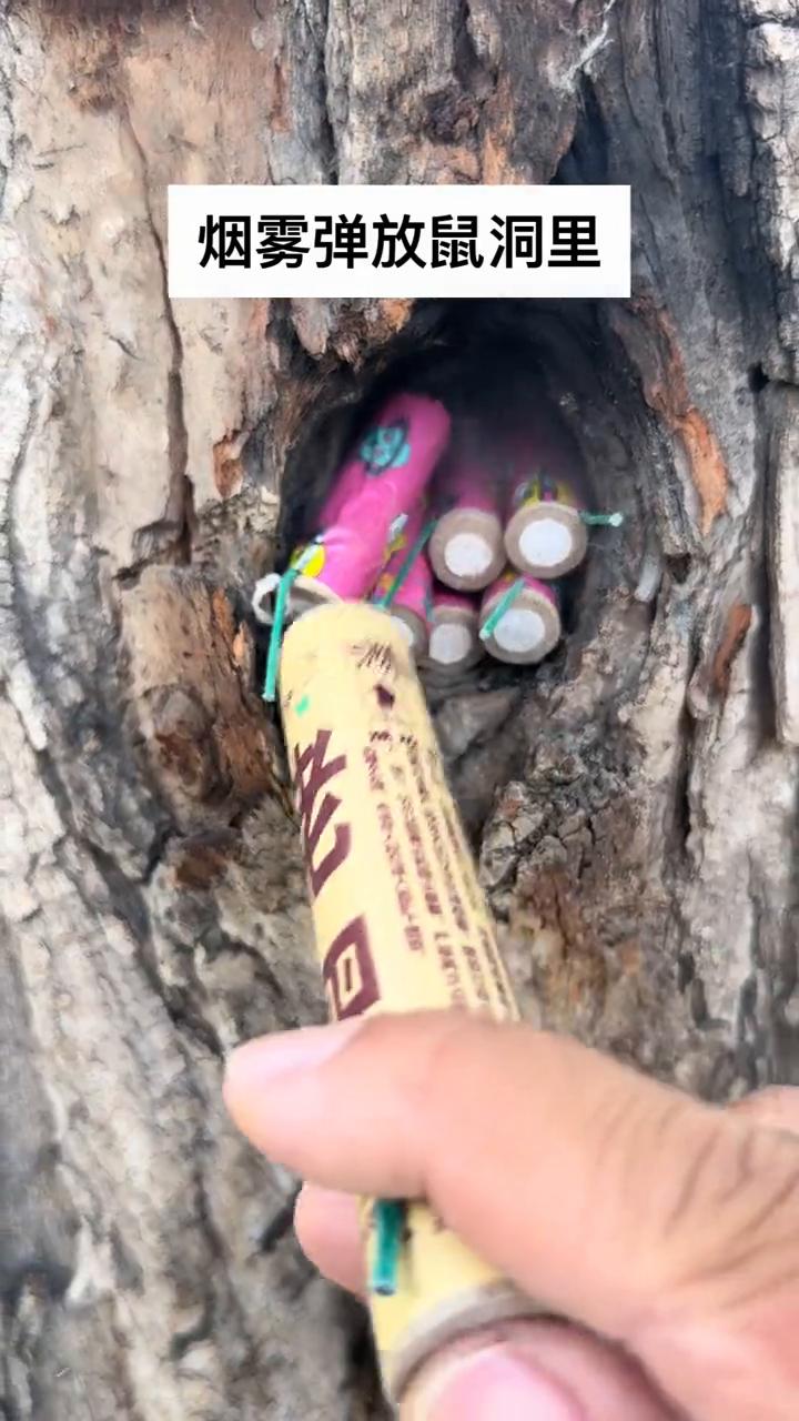 烟雾弹放鼠洞里。