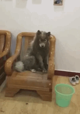 淘气狗狗，主人快点给我洗白白好吗？