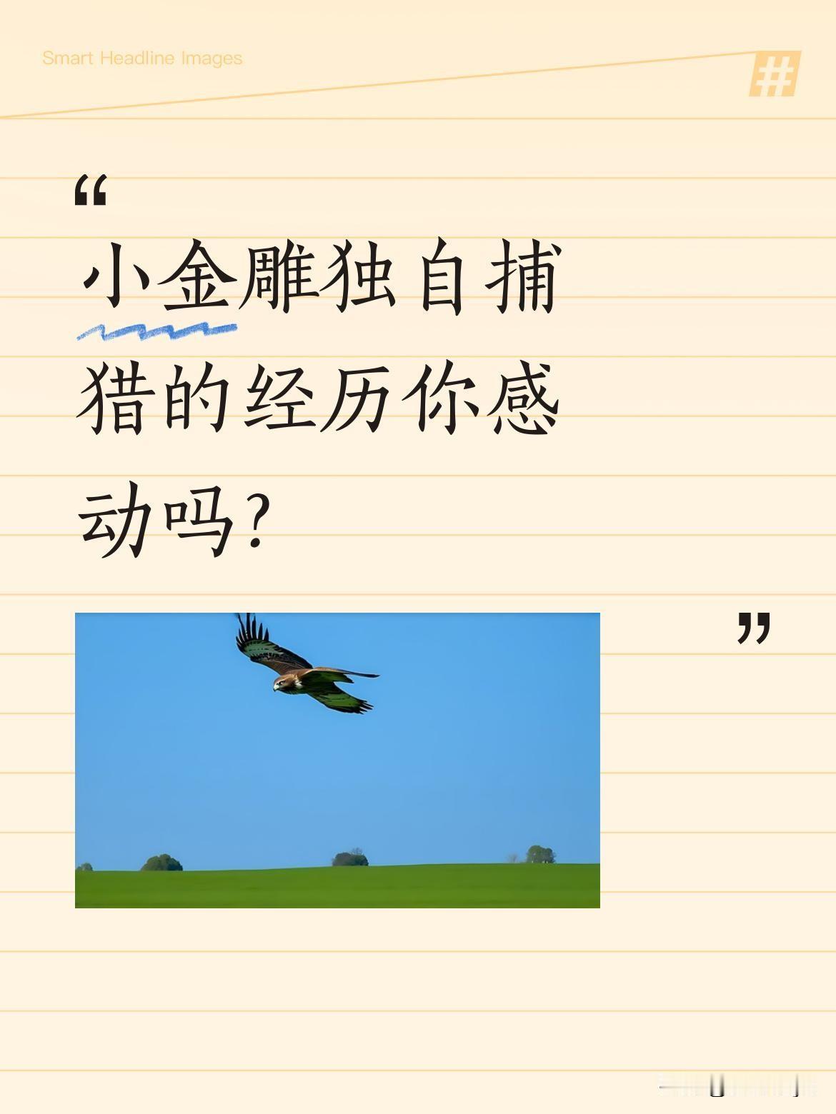 小金雕独自捕猎的经历你感动吗？
刚学会站立的小金雕饿得发慌，一次次俯冲抓鱼却只捞
