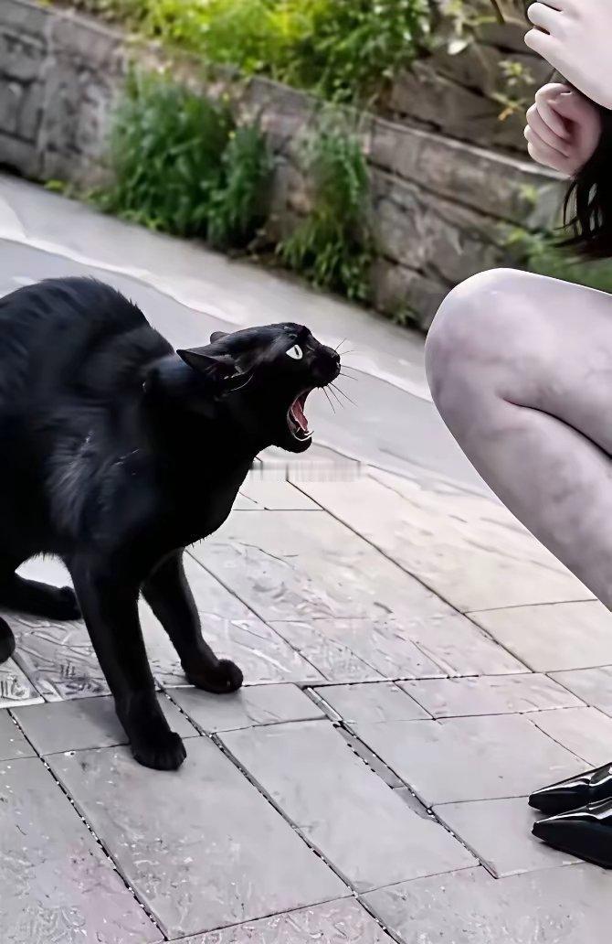 猫见了都害怕？？这个难道不是AI吗？