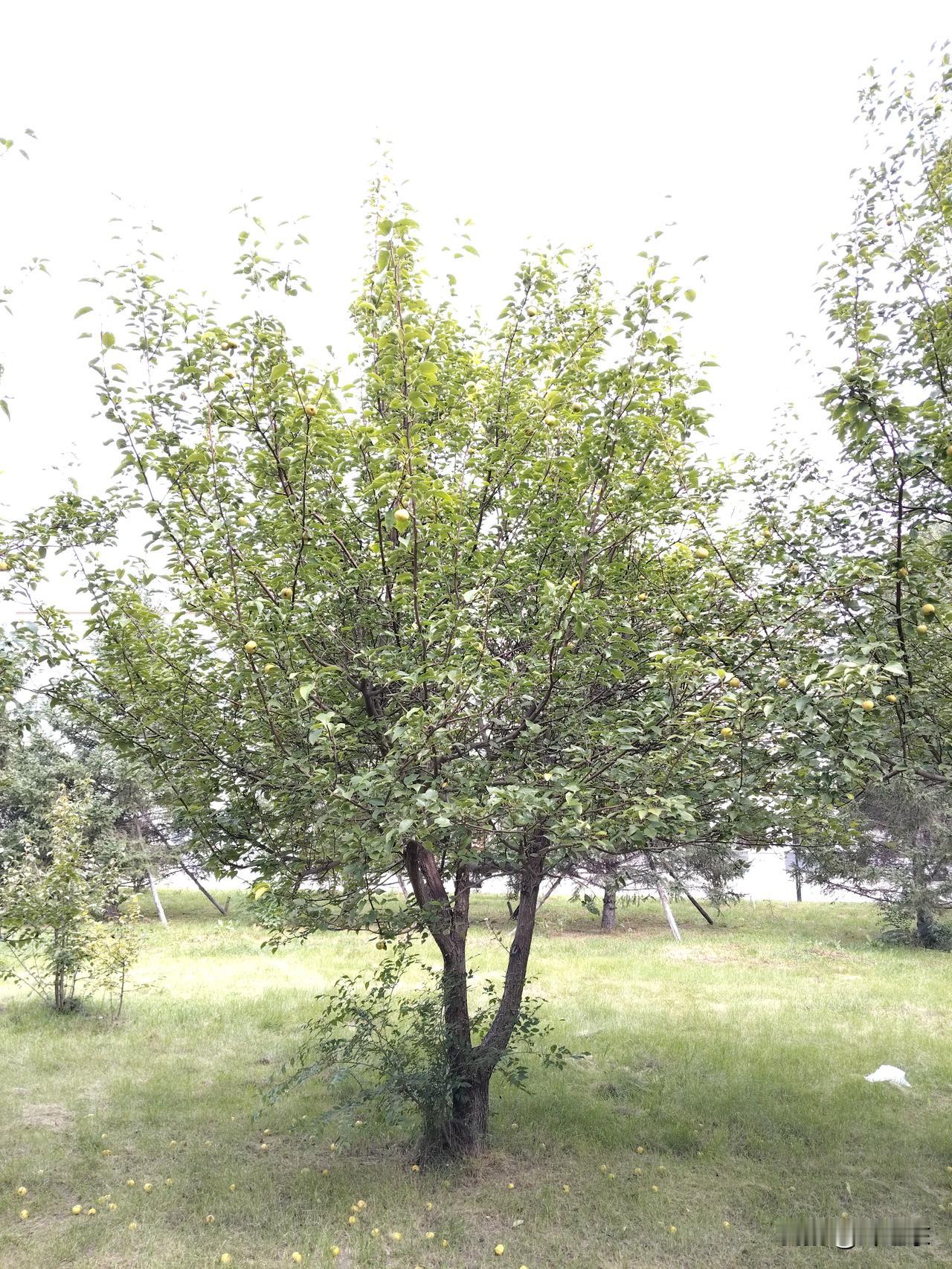 南千岛群岛的主权归属问题，目前看应该属于俄罗斯。
   南千岛群岛，依据1945