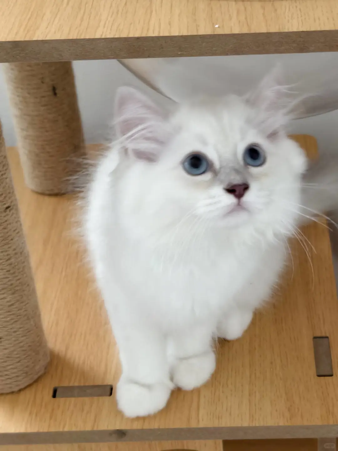 我家宠物好可爱呀🐈‍