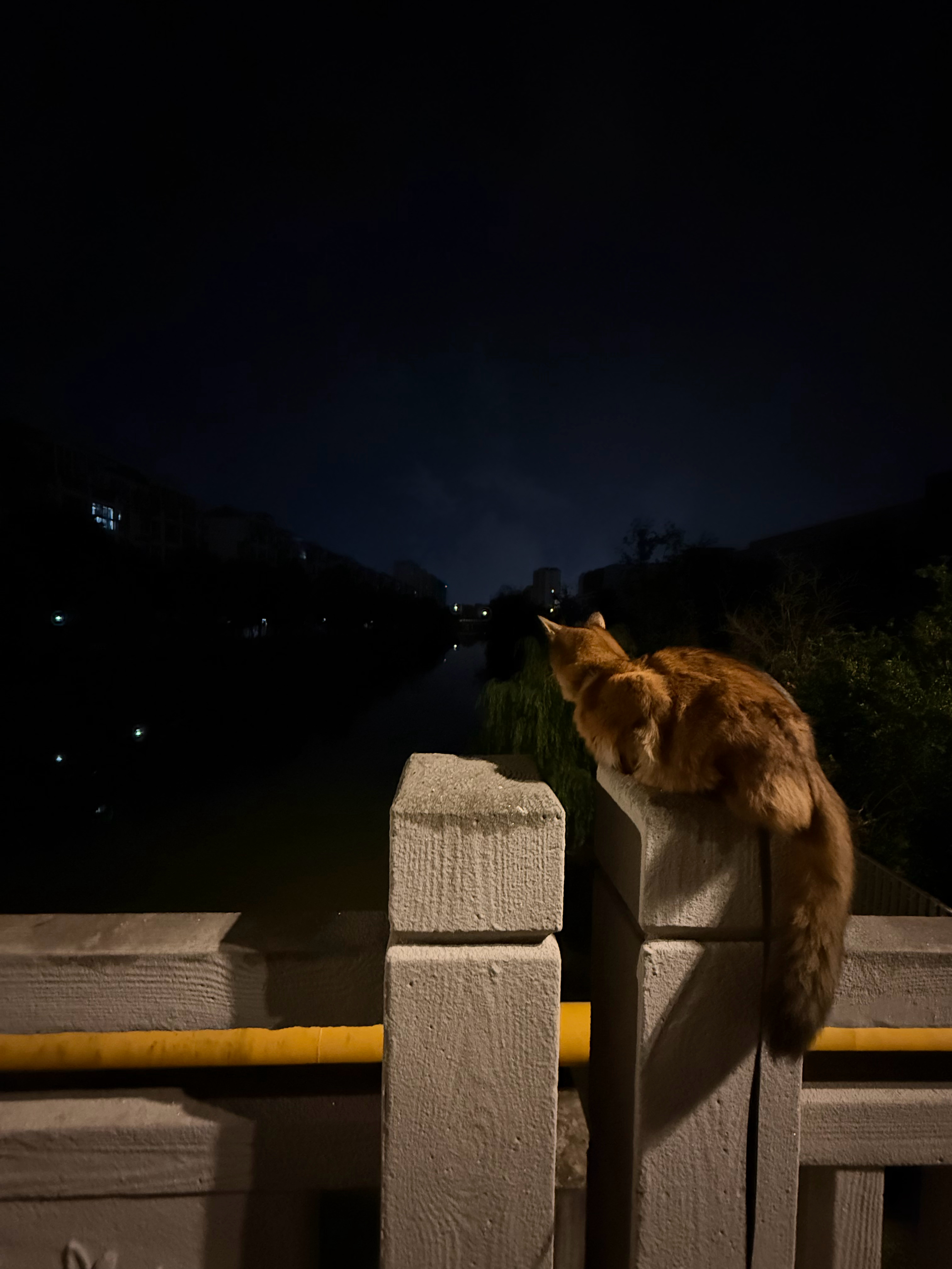 咪就这样陪我散步 