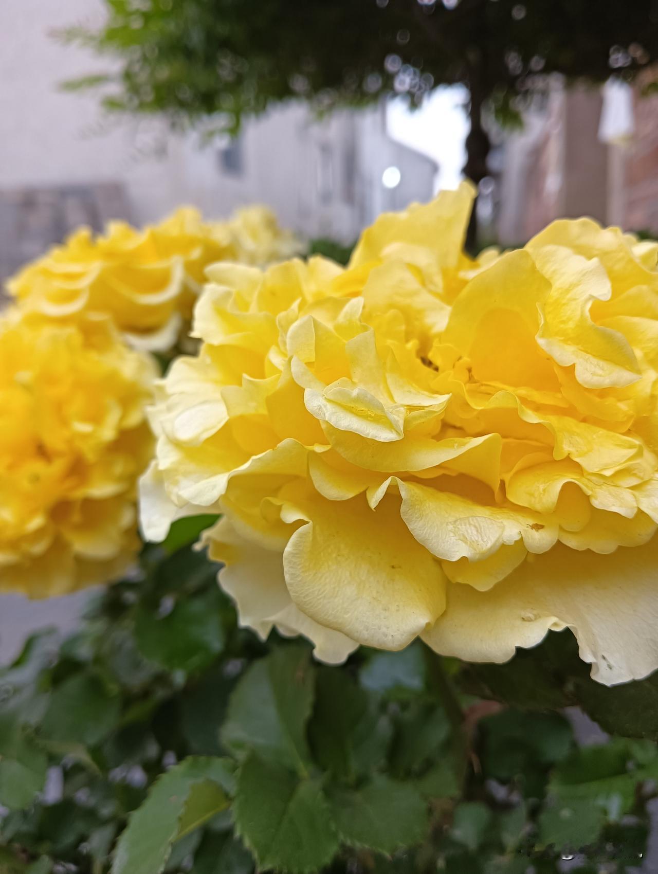 明媚的黄色玫瑰，绽放出春天的气息！🌸🌼