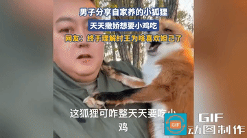 “难怪纣王喜欢妲己！”一男子在网上分享自己养的小狐狸，天天跟自己撒娇要吃小鸡！只