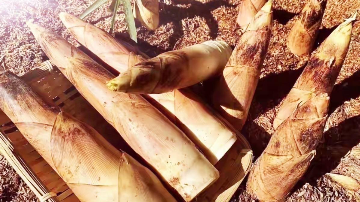 🔥鲜掉眉！云南春笋正当季，好吃千万别贪食🌱。云南春笋陆续上市，脆嫩鲜甜引爆餐