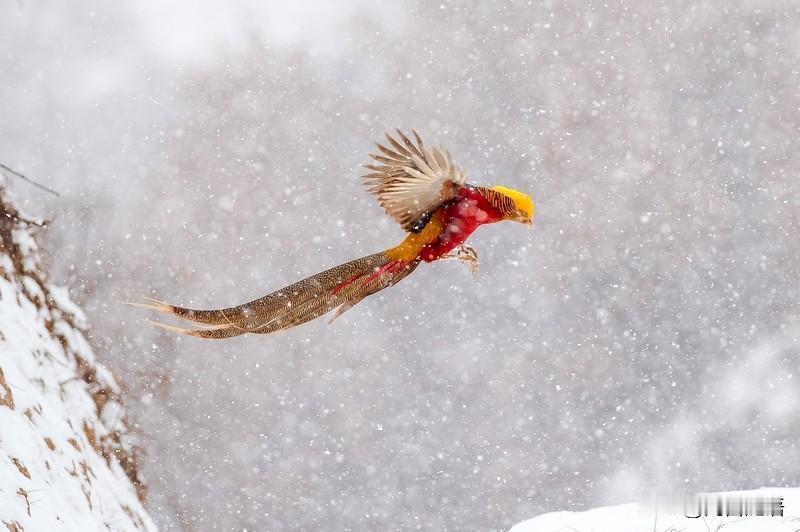“冷在三九，热在三伏”明天就将进入一年中最冷的三九时节了，三九的冷很爽，直透骨髓