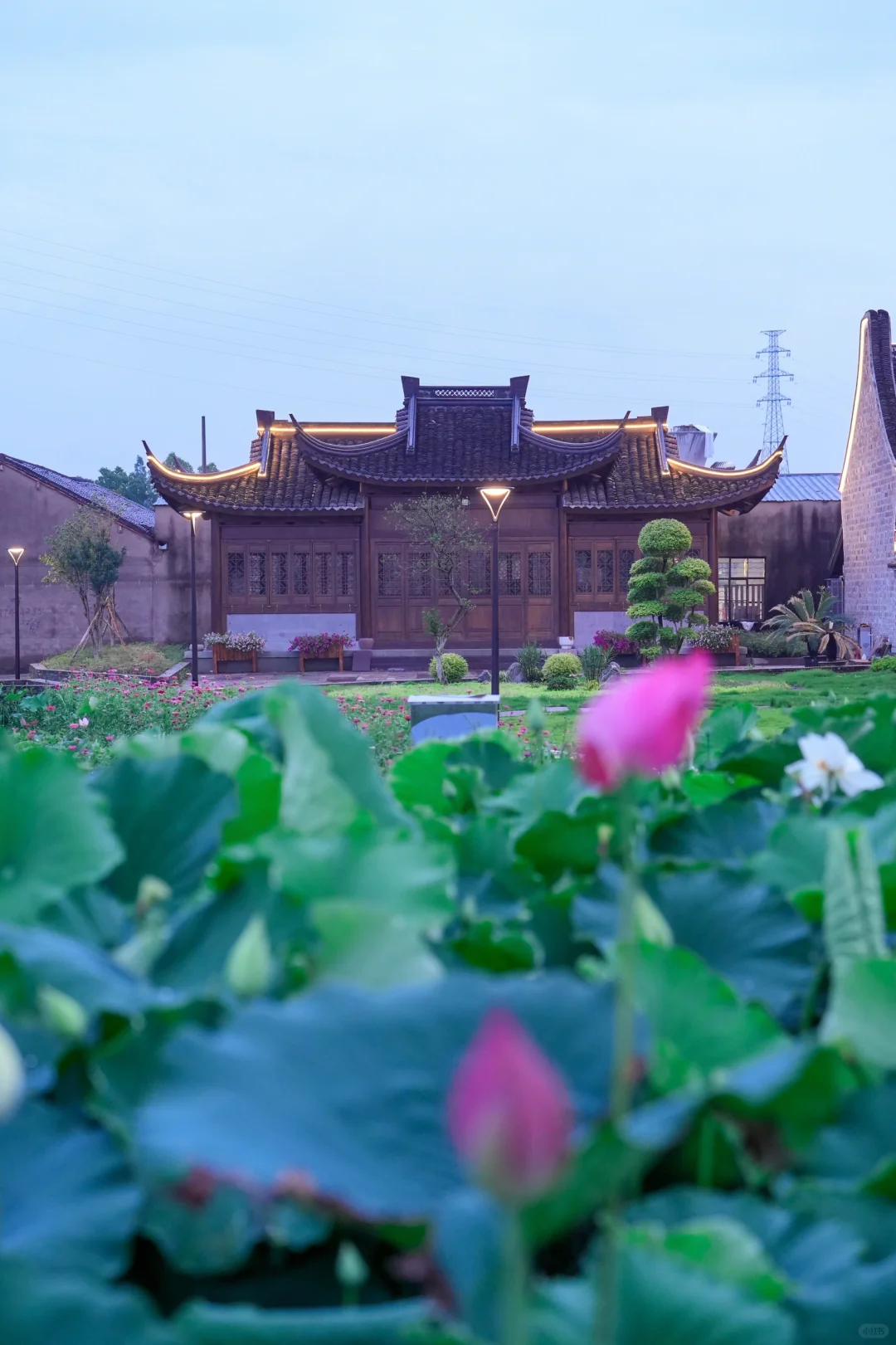 这个地方的荷花🪷我保证你没来过看过❗️