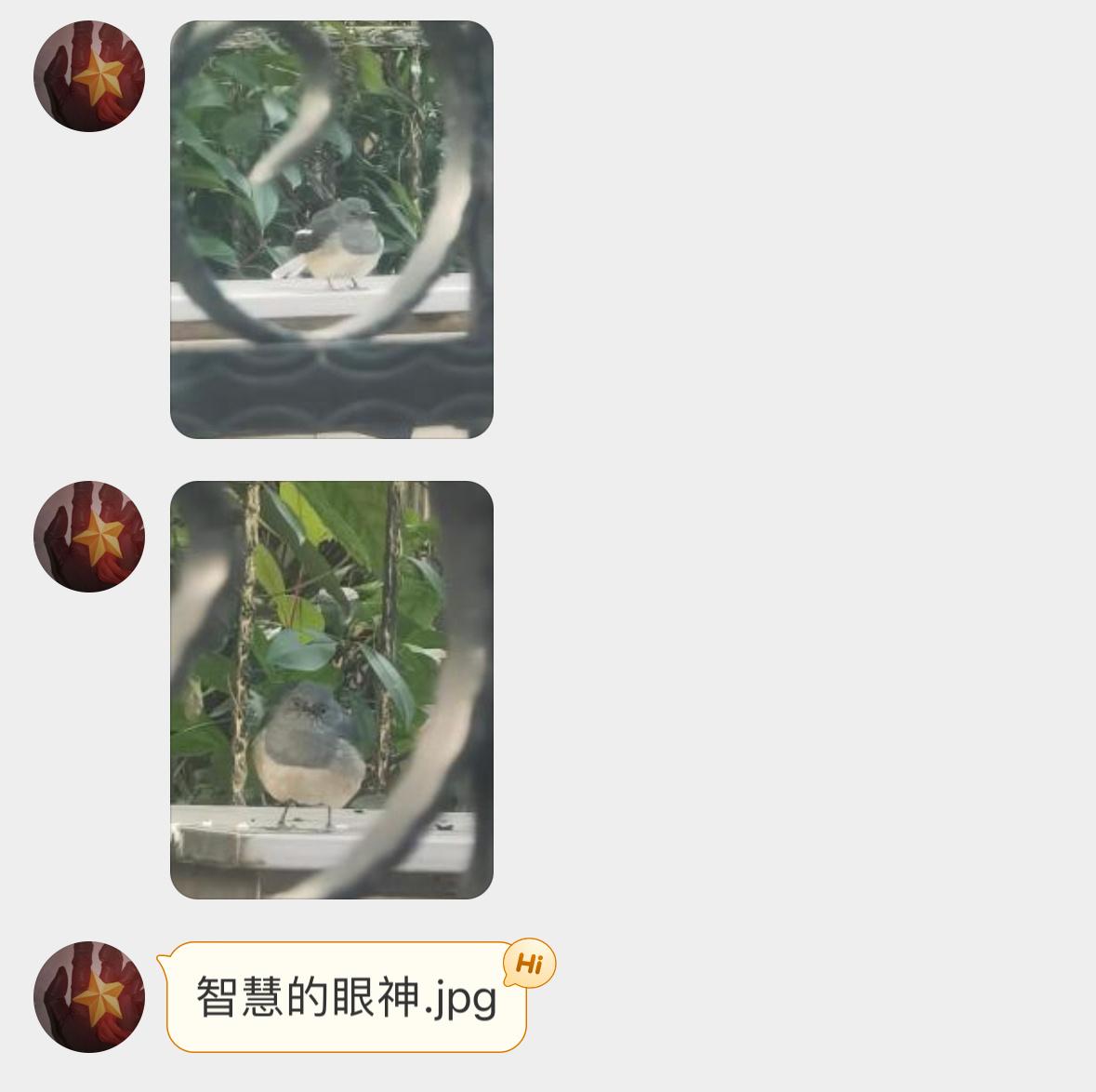 #鸟粉投稿# 胖嘟嘟的【鹊鸲qú】 ​​​