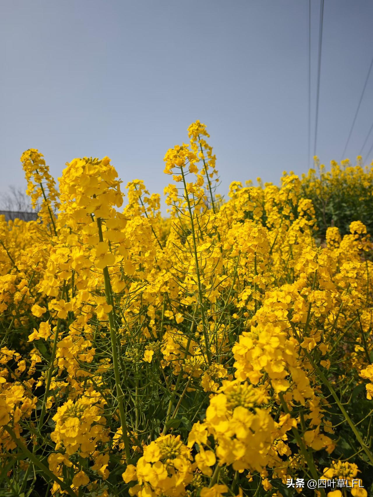 一片金黄的油菜花田，春天的气息扑面而来，美极了，令人流连忘返。
