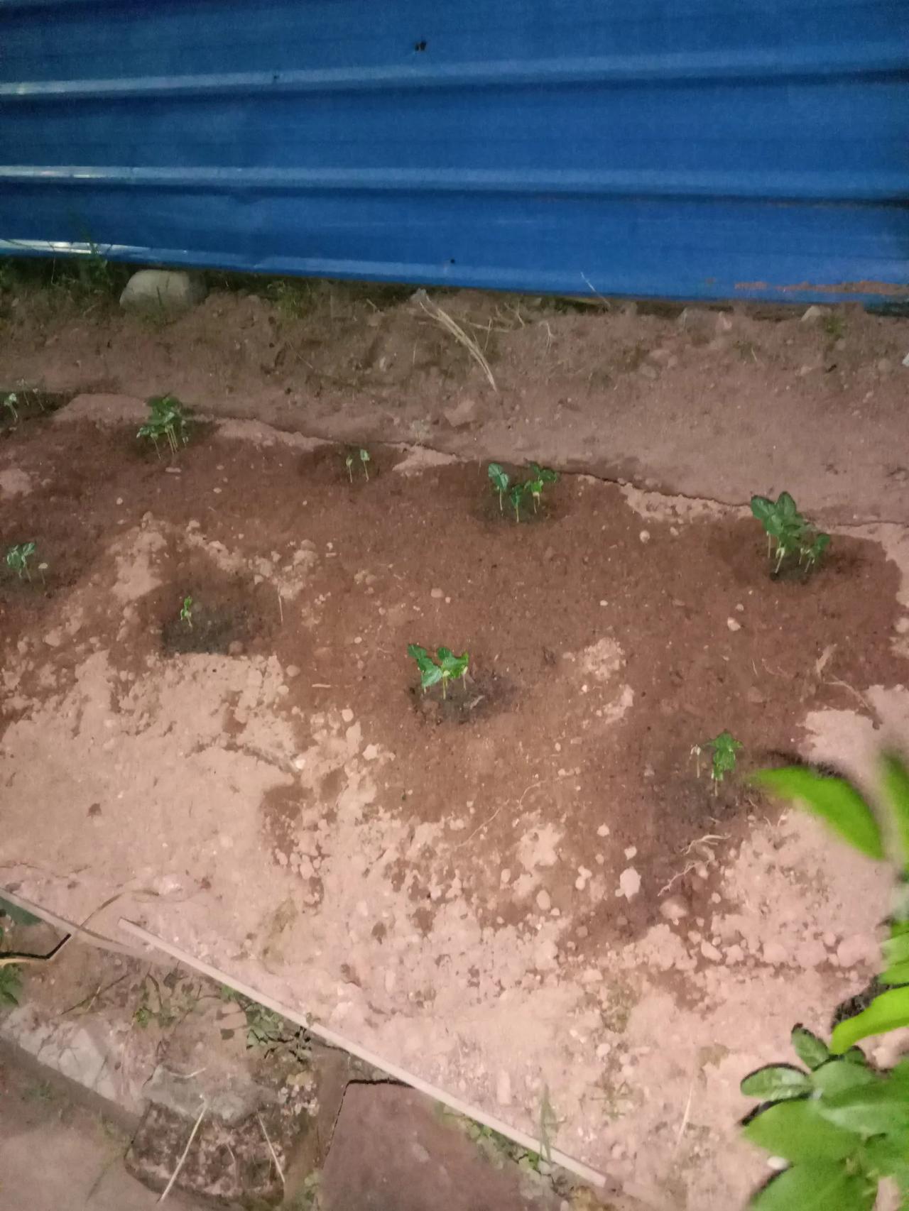 4天前拍的那块菜地已经发芽啦，看得出来是什么菜吗？

8月的天气炎热，这样的气候