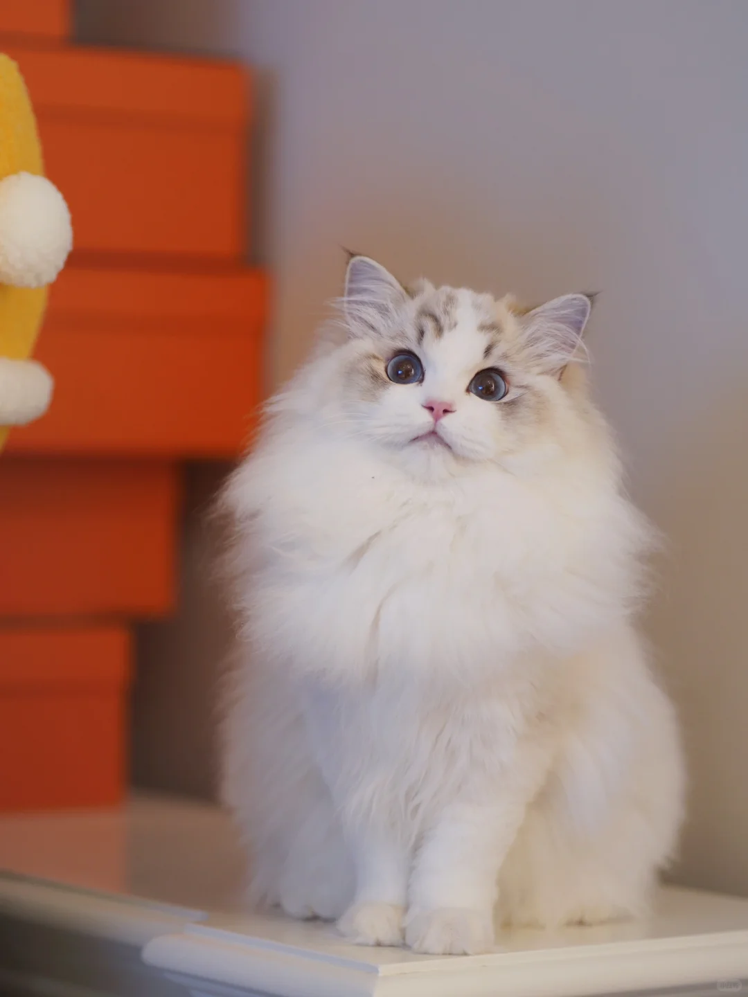 KERR布偶猫｜大眼睛妹妹新家台湾❤️