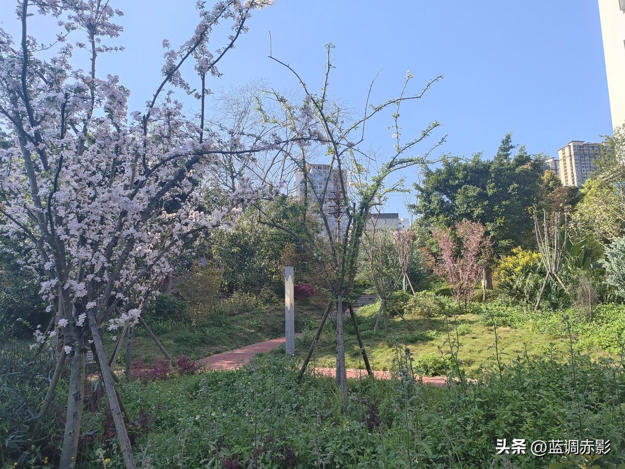 天南地北大拜年