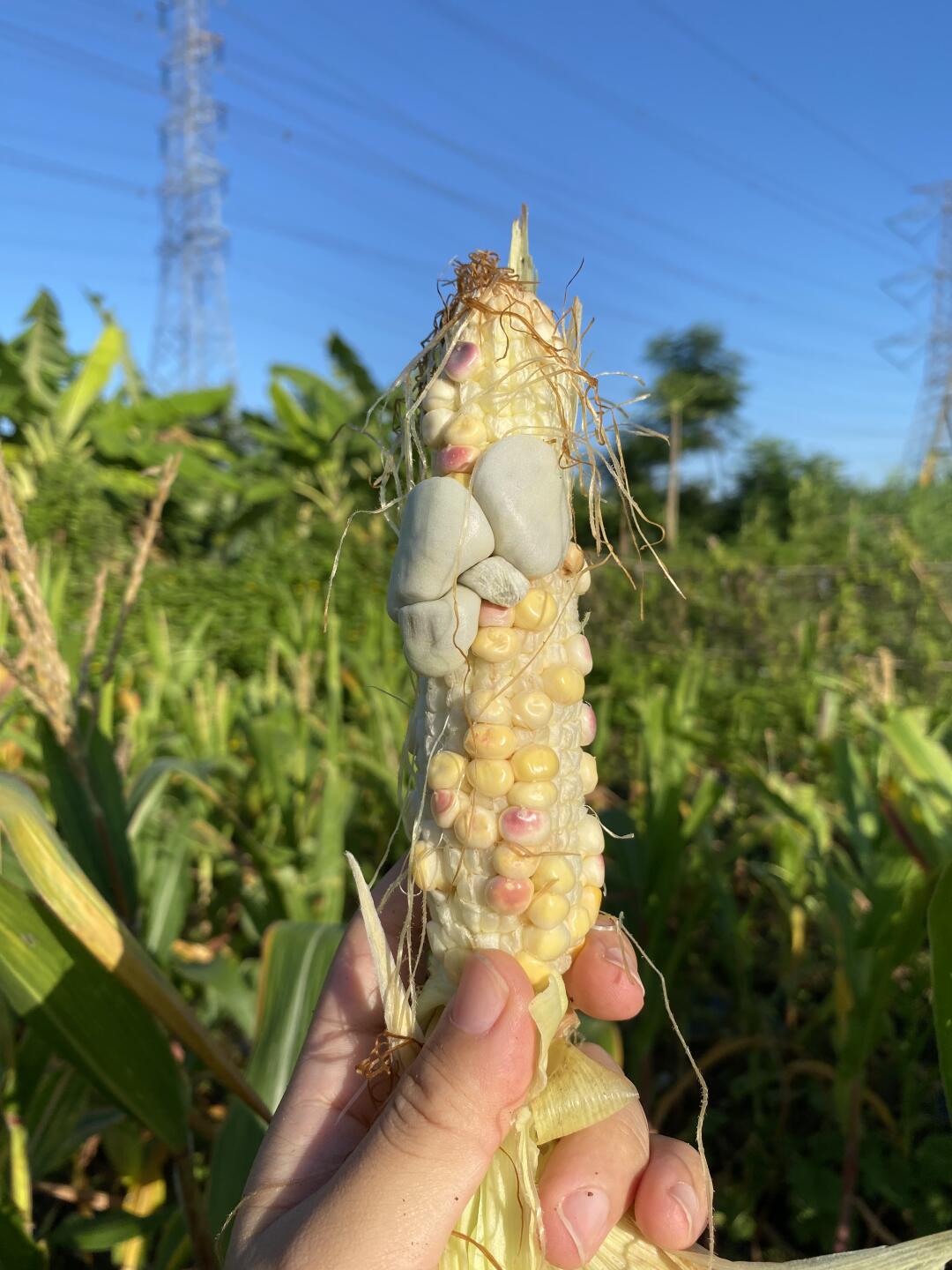 收获了一根“玉米松露”🌽