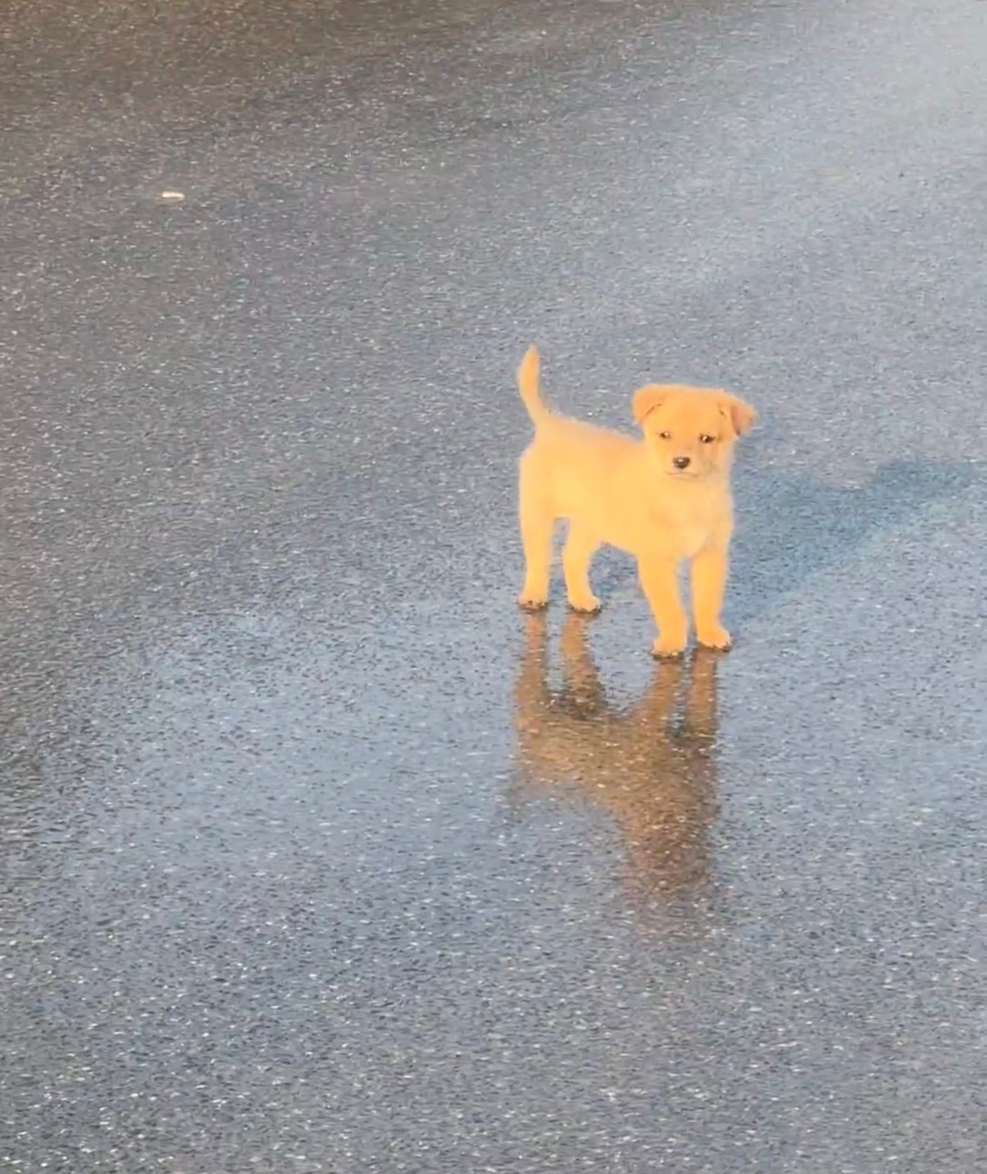 遇到一只发光的emoji小狗🐕 