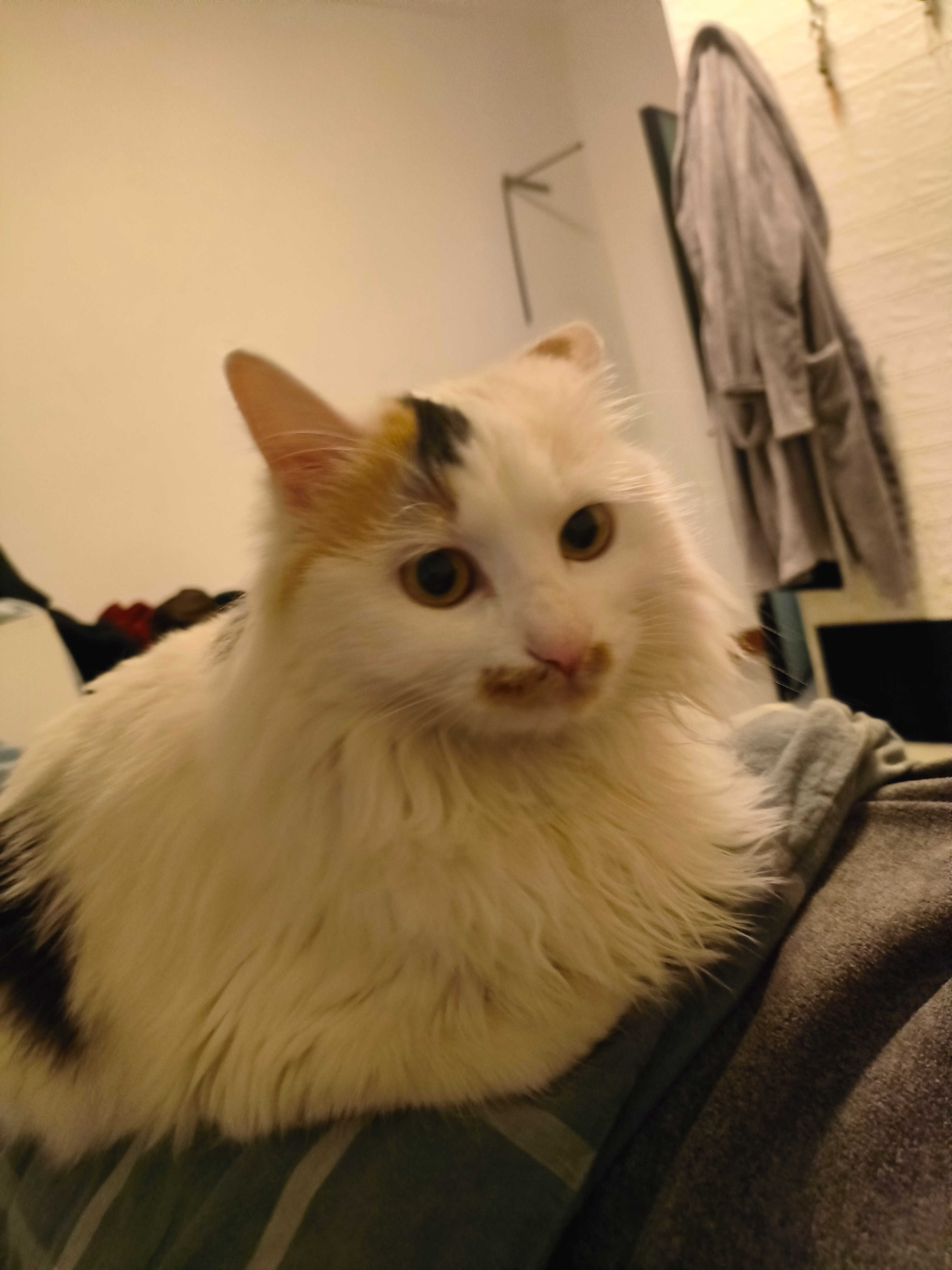 猫咪 抓拍到一个可爱的喵咪，这个地方是不是挺暖和的，还软乎乎的是不是？猫咪猫咪日