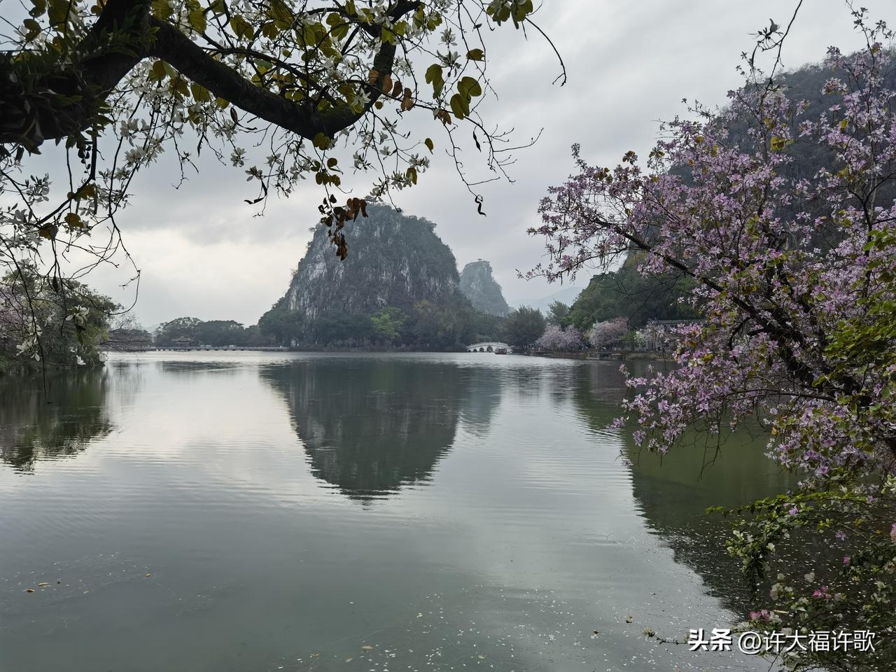 七星春日赏紫荆
 
春风吹暖七星湾，
一路紫荆开满山。
粉紫如云铺岸畔，
轻红似
