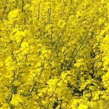 还是乡下好，空气好，娃可以到处撒野。等油菜花开到金灿灿，再回城吧 