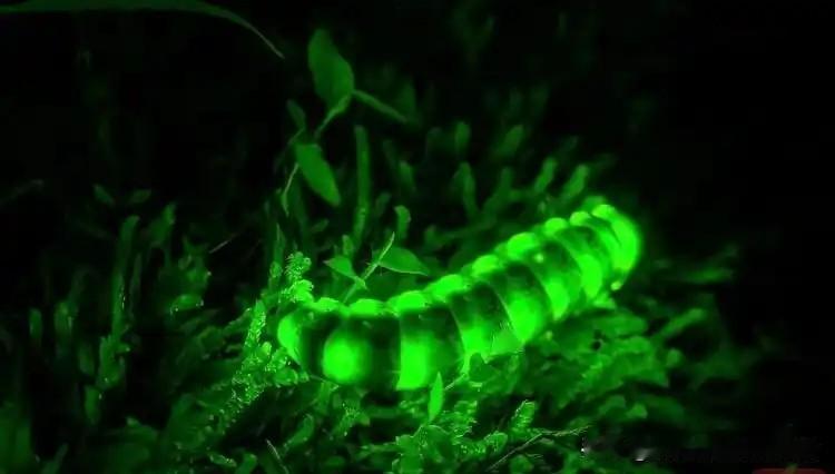青城山惊现6厘米巨型萤火虫，浑身30处光点发亮，背后藏着生态最珍贵的信号
 
青