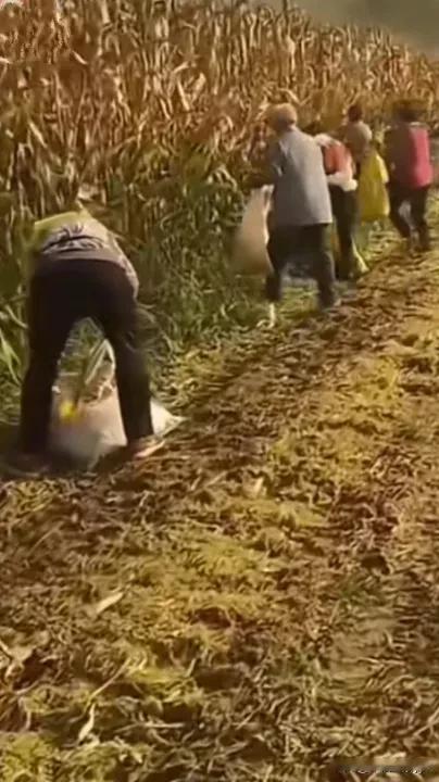 还要脸不？农民辛辛苦苦种的粮食，你们好意思去偷人家的吗？