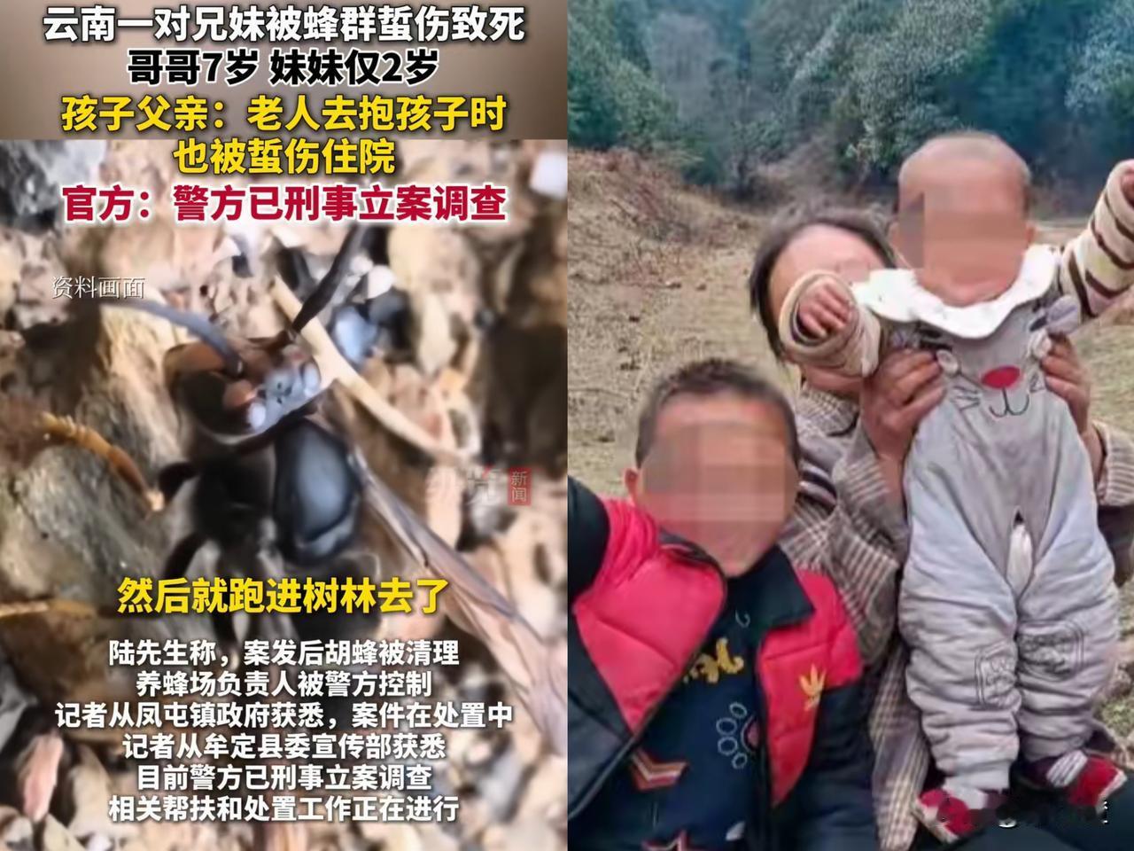 7岁哥哥和2岁妹妹被马蜂蜇伤后不幸离世，连在外打工的父母最后一面都没见到，妈妈哭