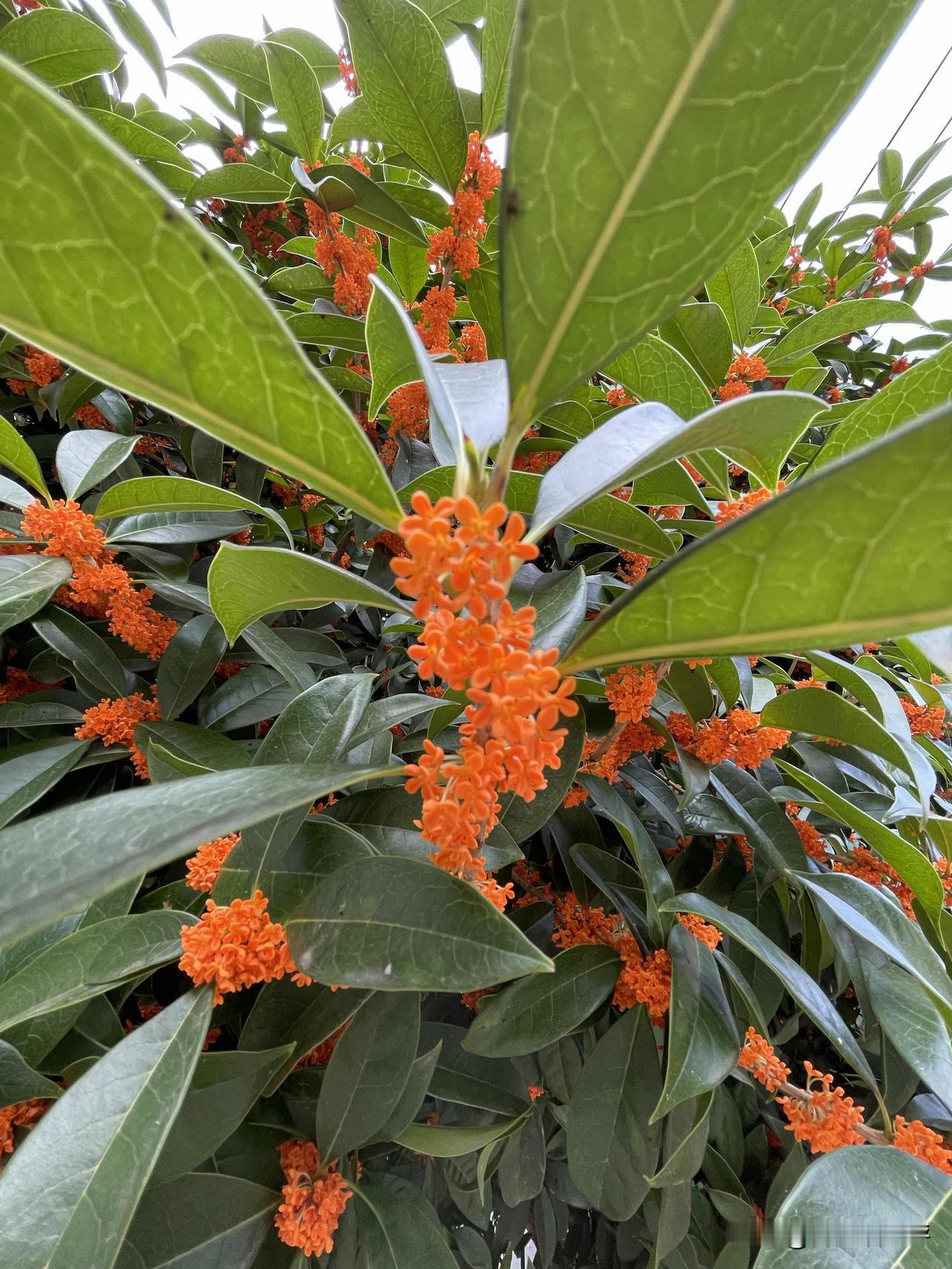 中秋前，桂花盛开，花香浓郁，花也漂亮。